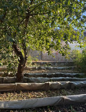 Мичурин категорически запрещал эти 6 деревьев на даче, но дачники игнорируют запрет — и зря