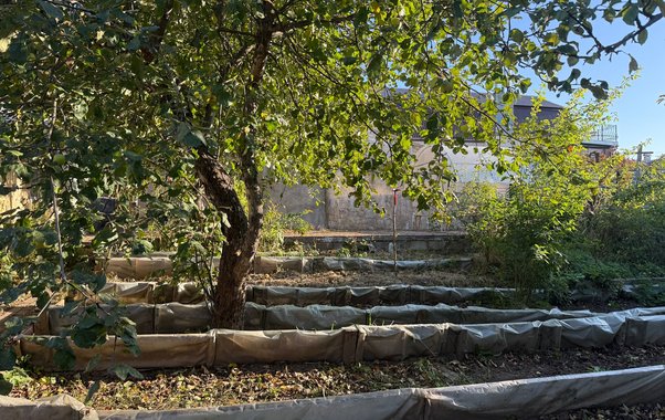 Мичурин категорически запрещал эти 6 деревьев на даче, но дачники игнорируют запрет — и зря