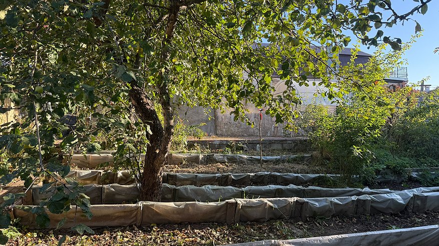 Главная картинка новости: Мичурин категорически запрещал эти 6 деревьев на даче, но дачники игнорируют запрет — и зря