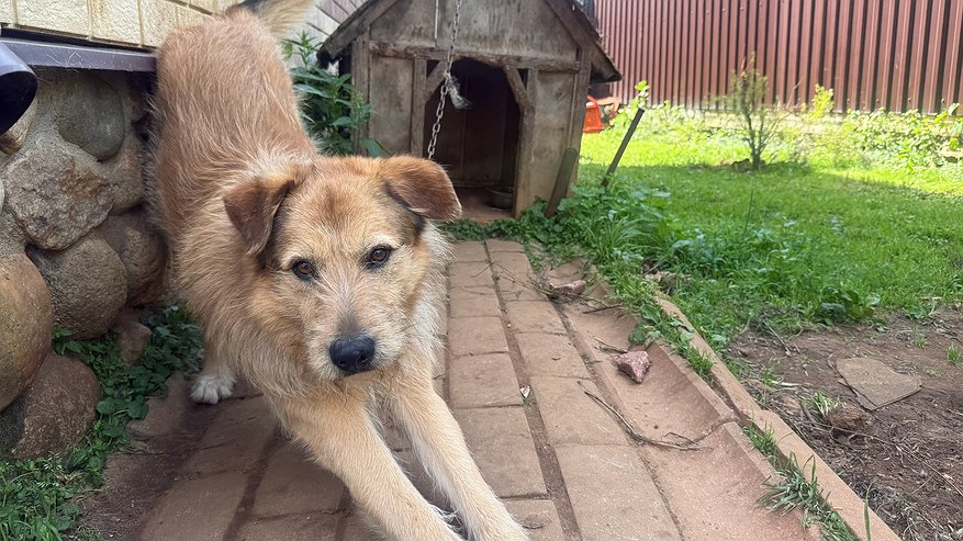 Главная картинка новости: 10 пород собак с золотым характером — кого точно стоит заводить в квартиру