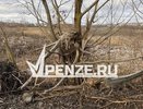«Куда делись наши защитники природы?!»: ремонт новой дороги в микрорайоне Заря изуродовал деревья
