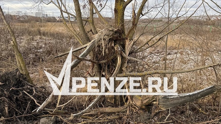 Главная картинка новости: «Куда делись наши защитники природы?!»: ремонт новой дороги в микрорайоне Заря изуродовал деревья