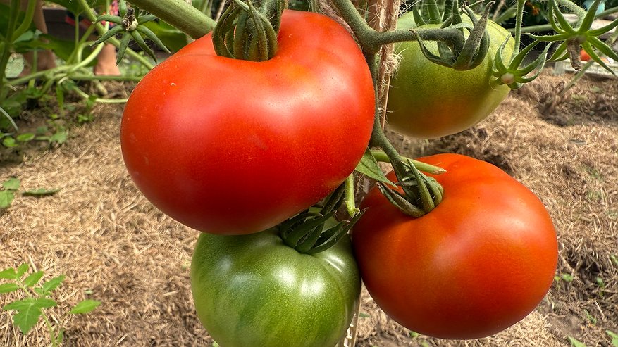 Главная картинка новости: 20-ка урожайная: самые топовые гибриды и сорта томатов, которые стоит посадить в 2026 году