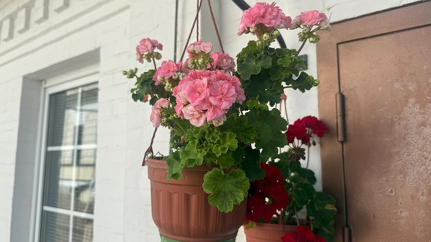 Главная картинка новости: Даже чахлая герань начнет цвести без остановки всю зиму: что нужно сделать в ноябре-декабре, чтобы моментально пробудить растение