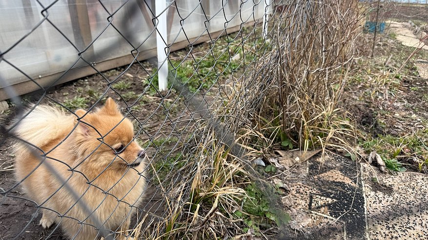 Главная картинка новости: Порода собак, после которой не хочется заводить никакую другую – есть ли такая? Да, и даже не одна