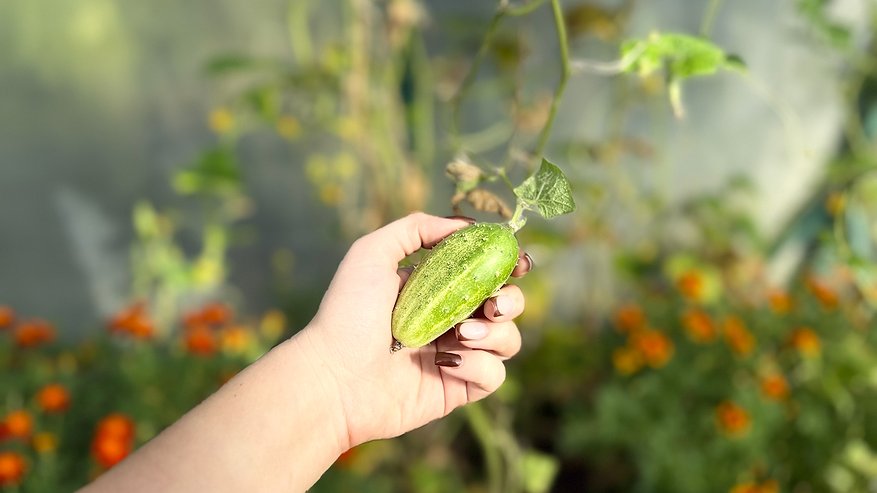 Главная картинка новости: Теперь буду сажать огурцы только по-японски. Рассада толще пальца, не болеет, огурцы дают шикарный урожай