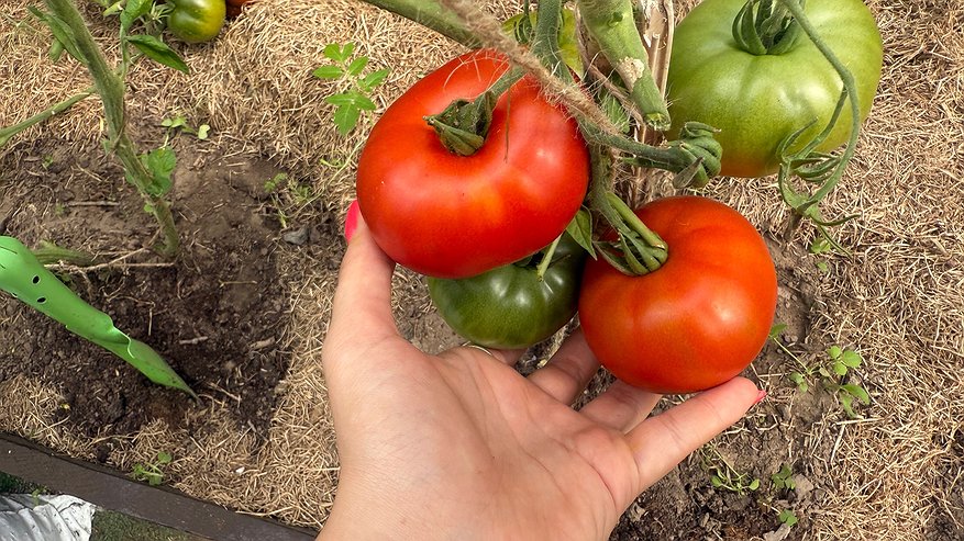 Главная картинка новости: Отобрала 15 лучших сортов томатов за 12 лет опыта. Они растут сами и плодоносят до морозов