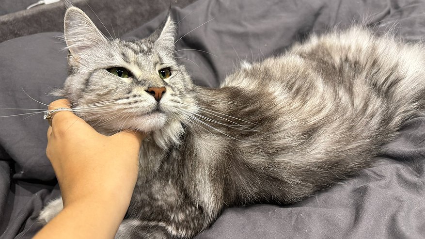 Главная картинка новости: Почему кот внимательно смотрит в лицо человеку - вы даже и не догадывались об истинной причине