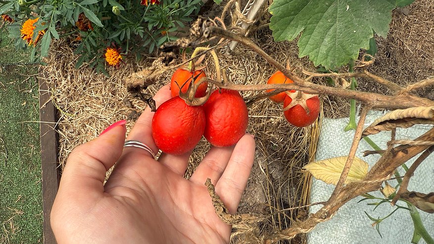 Главная картинка новости: Семена этого сорта томатов на будущий год разобрали всего за 15 минут. Сажаю 11 кустов, а собираю почти 120 кг томатов