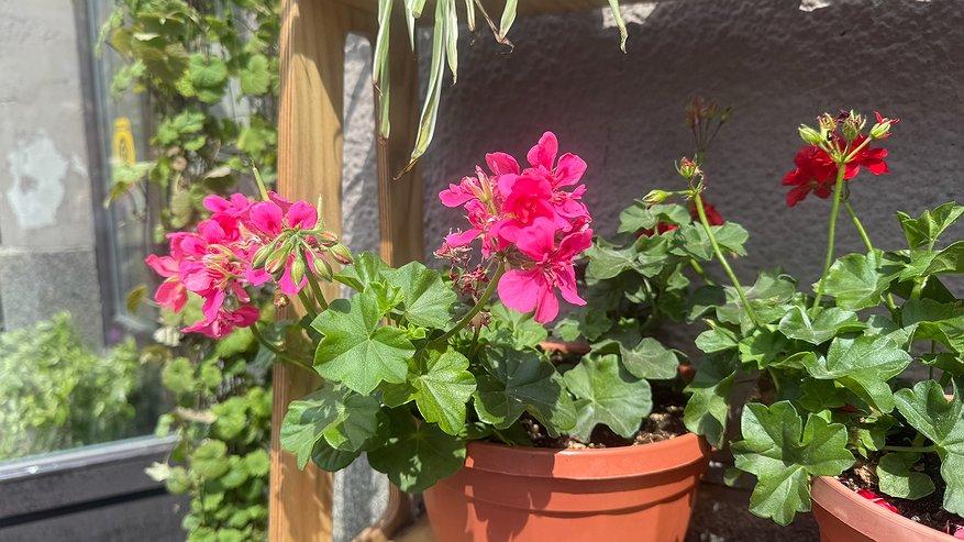 Главная картинка новости: Поливаю комнатную герань по 3 правилам зимой. Много лет подряд цветет пышными шапками и без потерь