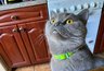 Миниатюра новости: Кошка поворачивается ко мне спиной: это обида или высшая степень доверия?