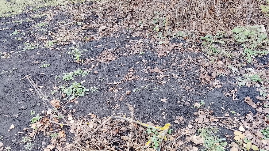 Главная картинка новости: Вся зараза исчезнет за зиму: в ноябре лью в теплицу советское средство (работает всегда на 100%)