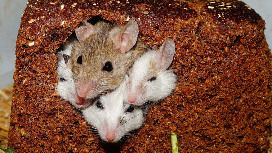 Главная картинка новости: Бабушкин секрет из деревни, как избавиться от мышей в доме: актуальный совет для ноября – ведь мыши ломятся в дома, спасаясь от холодов