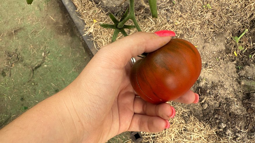 Главная картинка новости: Выращиваю низкорослые томаты по совету 70-летнего агронома. За 3 месяца собрал по 25 кг с 6 кустов