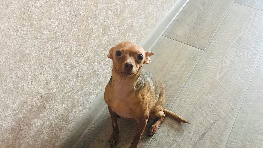 Главная картинка новости: Эксперт рассказал, какую главную ошибку совершают хозяева маленьких собак