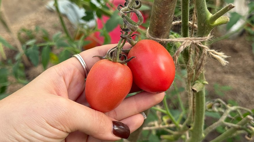 Главная картинка новости: Из 27 сортов низкорослых томатов только 9 оправдали ожидания. По тазику томатов с куста для ленивых дачников