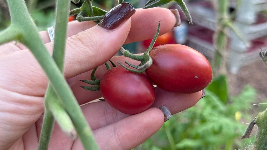 Главная картинка новости: 2 года с завистью смотрела на то, как соседка собирает ведра помидоров с пары кустов: наконец-то она раскрыла свои секреты