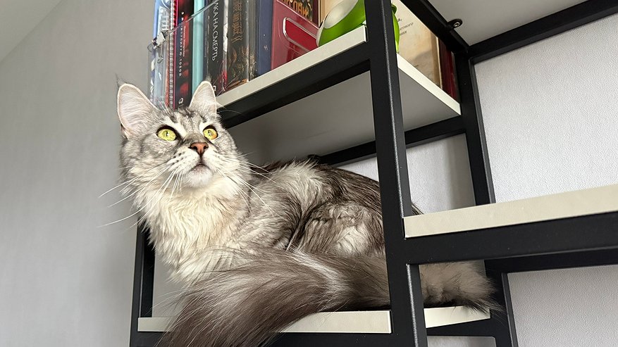 Главная картинка новости: Какие знаки подают кошки перед приходом в дом большой беды - запомните раз и навсегда