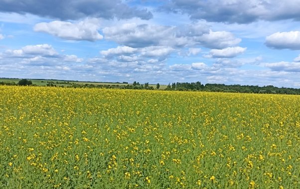 Аграрии Пензенской области намолотили свыше 650 тыс. тонн подсолнечника