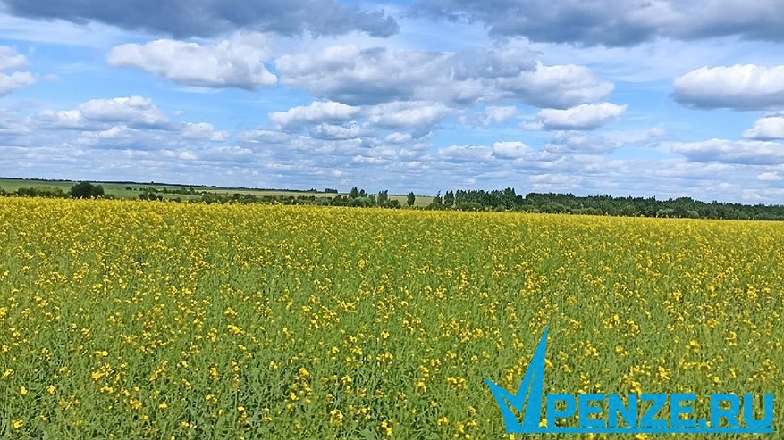 Главная картинка новости: Аграрии Пензенской области намолотили свыше 650 тыс. тонн подсолнечника