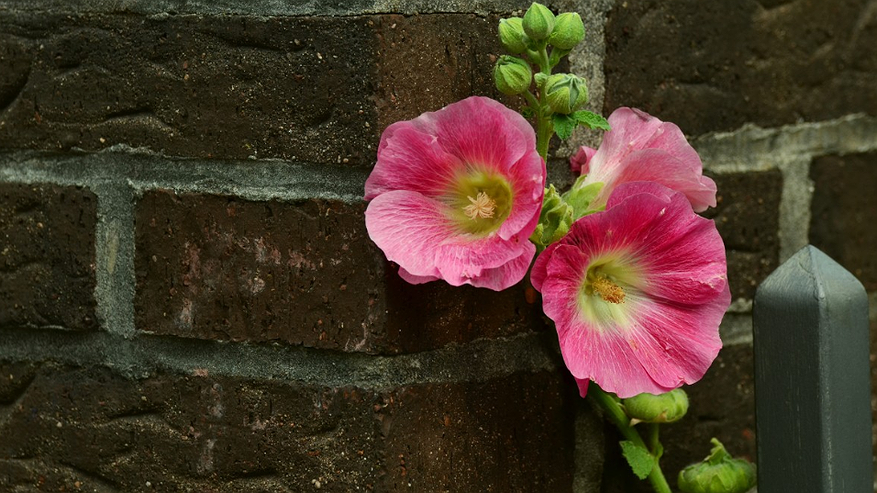 Главная картинка новости: Как вырастить мальву в саду: посев весной и под зиму - также рассказываю о  лучших сортах