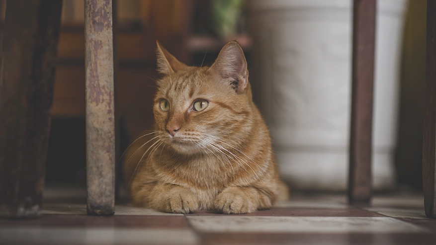 Главная картинка новости: Как сделать так, чтобы лоток не вонял?