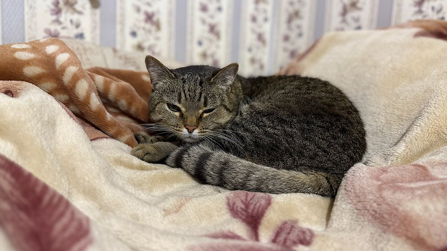 Главная картинка новости: Хозяин спит, а кошка по нему ходит как по тротуару. Что же это означает