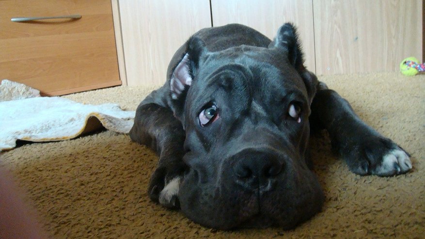 Главная картинка новости: Что чувствует собака, когда её забирают из семьи? Как быстро забывает хозяина