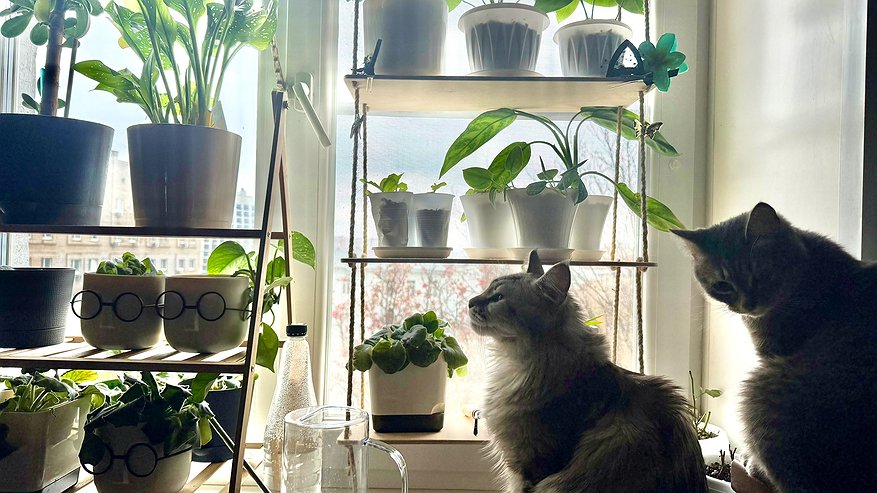 Главная картинка новости: Подкармливаю комнатные цветы 5 средствами с кухни. Зимой пышно цветут как в мае