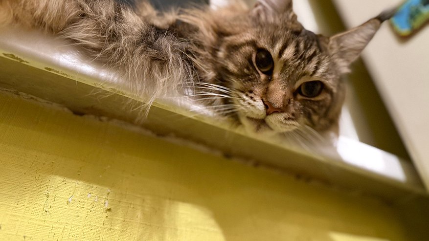 Главная картинка новости: Вот почему кошка трогает хозяина своими лапками: тайный смысл милой привычки