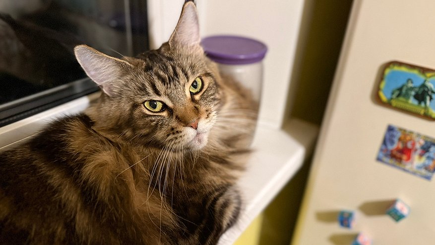 Главная картинка новости: Зачем кошка ходит за хозяином по пятам, выяснили ученые и дали советы