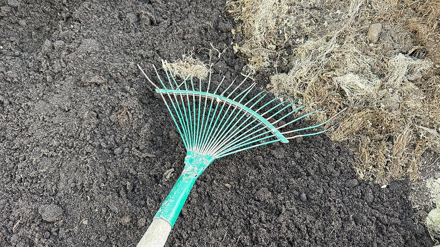 Главная картинка новости: 5 овощей, которые я высаживаю под зиму уже 15 лет. Весной собираю урожай на месяц раньше всех соседей