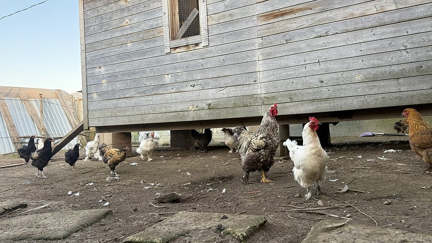 Главная картинка новости: Самые "выгодные" птицы в деревне уже не куры: почему селяне и дачники резко поменяли свои интересы