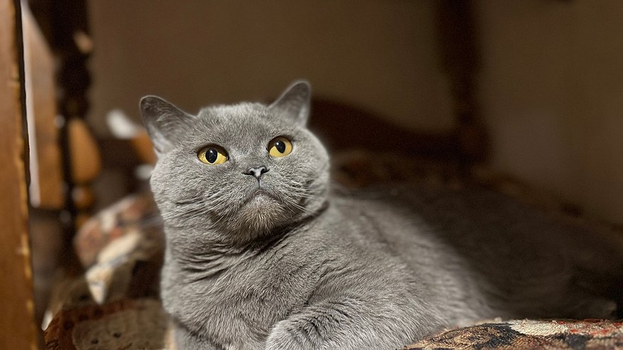 Главная картинка новости: Раскрыт секрет счастливой жизни с кошкой: почему она кусается во время ласки