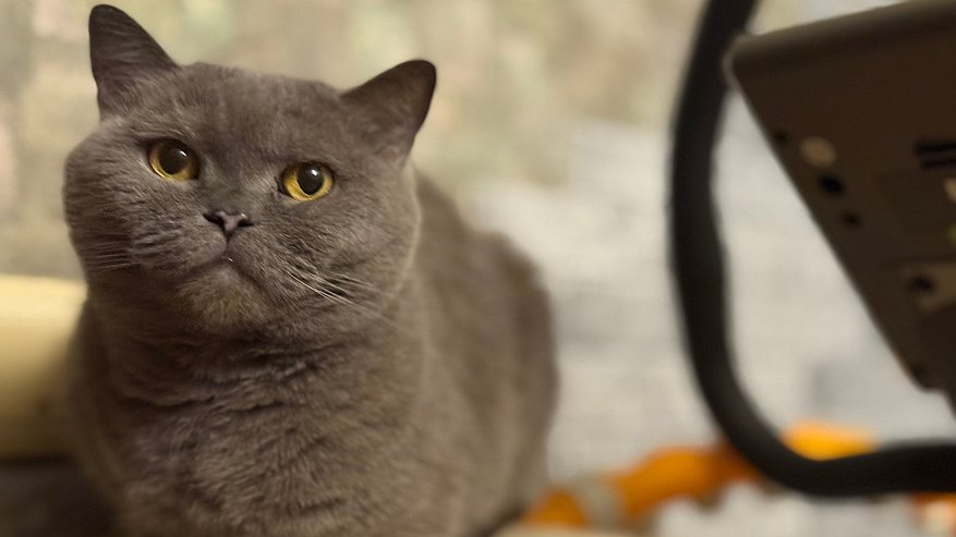 Главная картинка новости: Какие признаки говорят о том, что ваша кошка идеально здорова