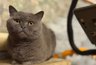 Миниатюра новости: Какие признаки говорят о том, что ваша кошка идеально здорова