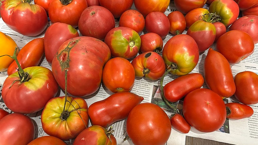 Главная картинка новости: Ужасные томаты, которые зачем-то активно продвигают в массы среди дачников. Я их сажала и вам точно не советую