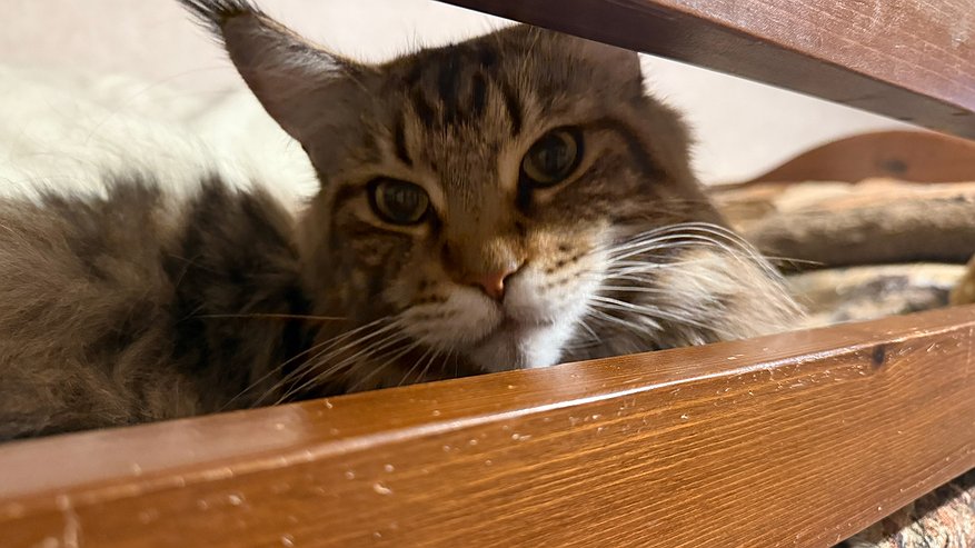 Главная картинка новости: Почему кошки отказываются от кусочков мяса во влажном корме: ветеринар поставил точку в вопросе