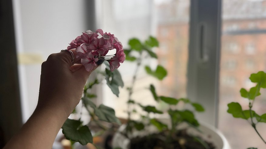 Главная картинка новости: Формирую герань по американской технологии 70-х. Цветёт всю зиму и листья не желтеют