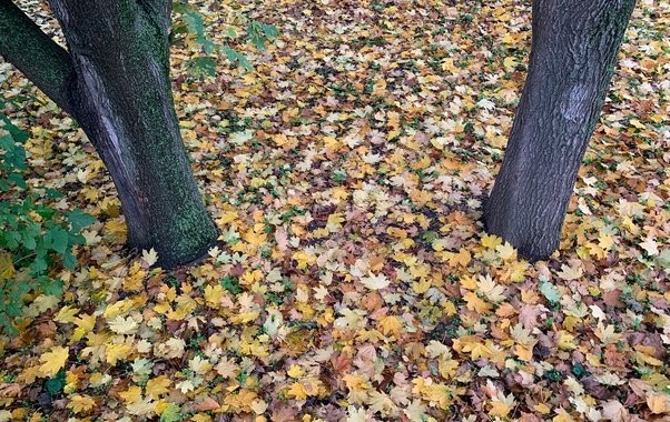 Почему раньше перекапывали приствольные круги, а сейчас нет? Что изменилось