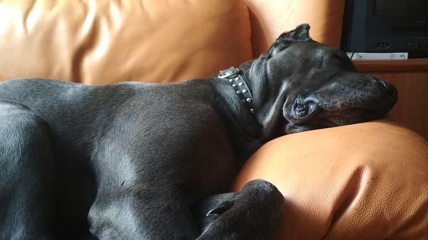 Главная картинка новости: Как понять, что говорит собака? 7 секретов общения с питомцами: Переводим собачий язык на человеческий