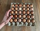 Купил яйца на рынке и в «Пятёрочке» у дома — сравнил дома и опупел: можно ли отличить их на самом деле?
