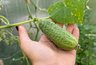 Миниатюра новости: Теперь буду сажать огурцы только по-японской методике. Рассада толще пальца, не болеет, огурцы дают шикарный урожай