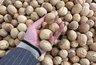 Миниатюра новости: Ученые назвали самый полезный орех — это не миндаль, не арахис и в два раза полезнее грецкого