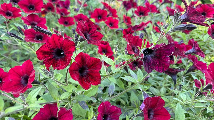 Главная картинка новости: Какие цветы посеять в декабре, чтобы летом получить настоящий рай в саду — секреты опытных садоводов