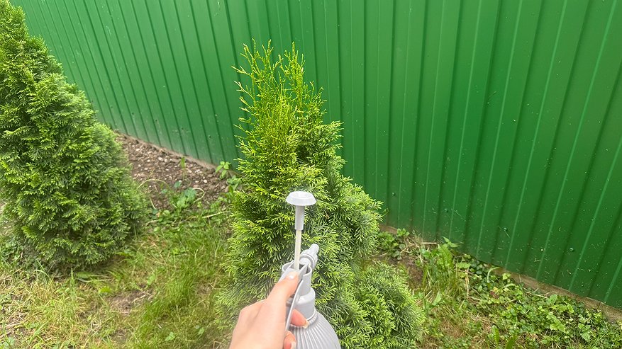 Главная картинка новости: Скрытый враг вашего сада: кустарник, который тихо губит всё вокруг — а его выращивают почти все дачники