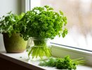 Каждый год зимой выращиваю на подоконнике петрушку - простой способ, чтобы зелень всегда была под рукой