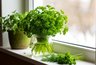 Миниатюра новости: Каждый год зимой выращиваю на подоконнике петрушку - простой способ, чтобы зелень всегда была под рукой