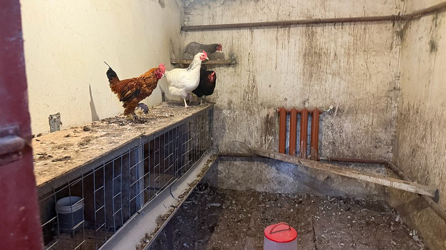 Главная картинка новости: Даже не думал, что можно обогреть курятник без проводов и затрат. Один вечер работы - и теперь у меня +22 даже при сильном морозе