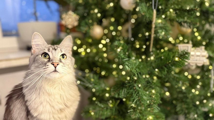 Главная картинка новости: Наряжать новогоднюю елку шарами и мишурой теперь не модно: 3 самых трендовых способа украшения